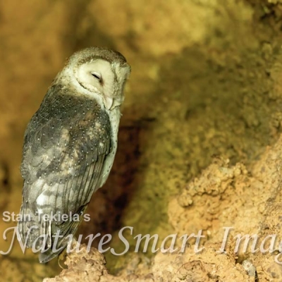 An American Barn Owl sits on a rocky surface with its closed eyes