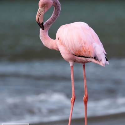 An American Flamingo stands on a sandy shore with out-of-focus surf in the background
