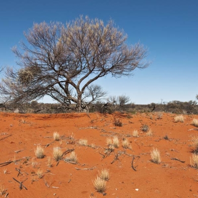 View of open landscape with dirt with bare trees