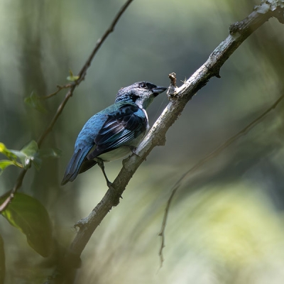 An Azure-rumped Tanager perches on a thin branch