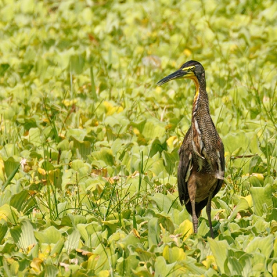 A Bare-throated Tiger-Heron stands in wetland vegetation