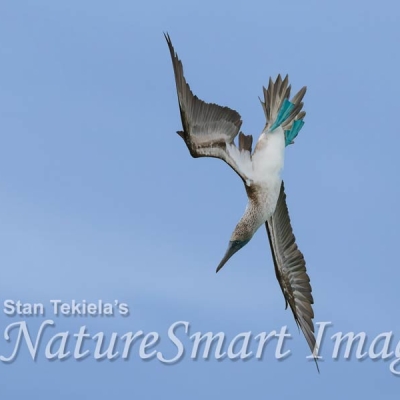 A Blue-footed Booby dives downward with its wings outspread