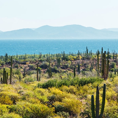 A landscape of tall cacti and other arid vegetation with ocean and mountains in the background