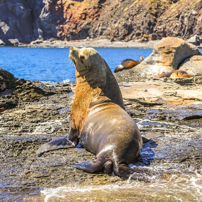 A large California sea lion looks over its shoulder while resting on a rocky ocean shore