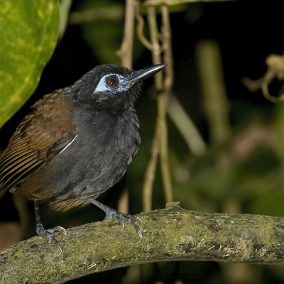 A Chestnut-backed Antbird perches on a small branch surrounded by leaves
