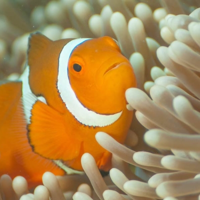 clown fish in a sea anemone