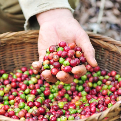 Close-up of a hand scooping up raw coffee fruit from a woven basket