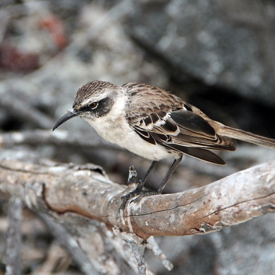 A Galapagos Mockingbird sits perched on a branch