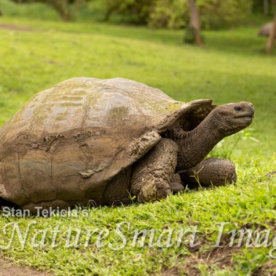 Side view of a Galápagos giant tortoise on a grassy landscape