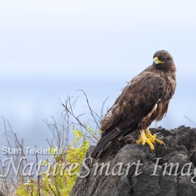 A Galápagos Hawk perches on a rocky formation
