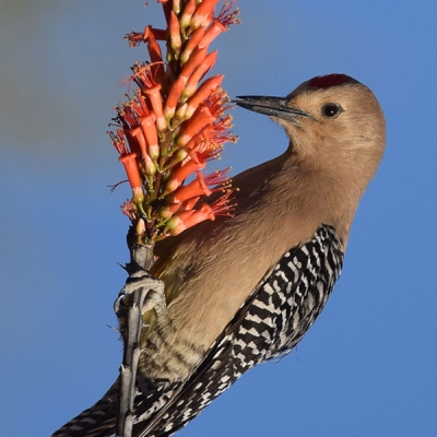 A Gila Woodpecker perches upright on a flowering stalk