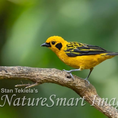 A Golden Tanager perches on a small branch