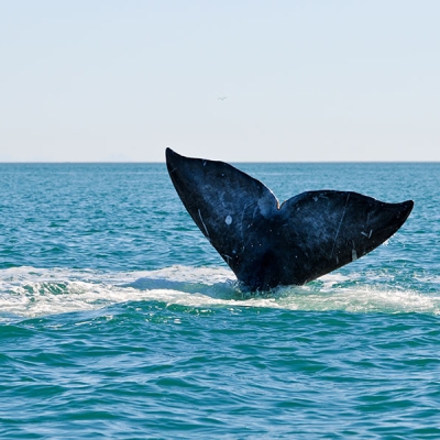 A whale's flukes break above the surface of the ocean
