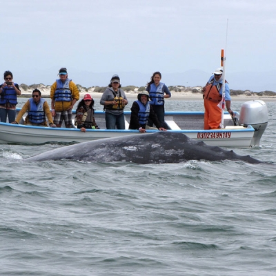 Nine people watch from a small motorized boat as a whale's dorsal ridge rises out of the water