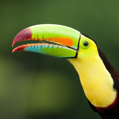 Upper body and head of a Keel-billed Toucan with partially open beak