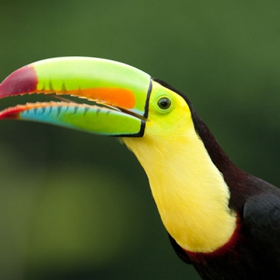 Upper body and head of a Keel-billed Toucan with partially open beak