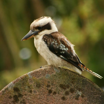 bird on a rock