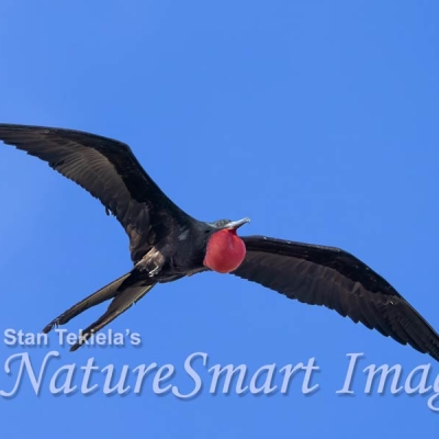 A Magnificent Frigatebird with prominent throat pouch in flight