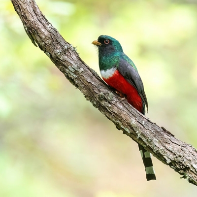 A Mountain Trogon sits perched on a small branch