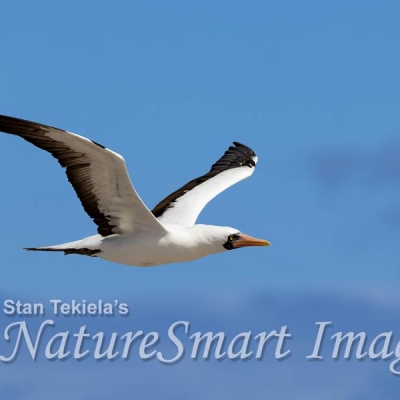Side view of a Nazca Booby in flight 