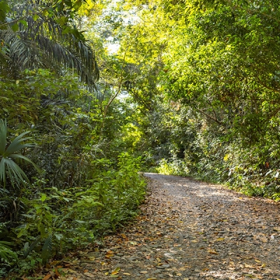 A slightly-curved, wide gravel road leads through an empty forest