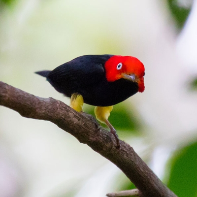 A Red-capped Manakin perches on a small branch