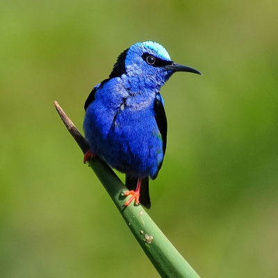 A Red-legged Honeycreeper perches at an angle on a piece of plant material