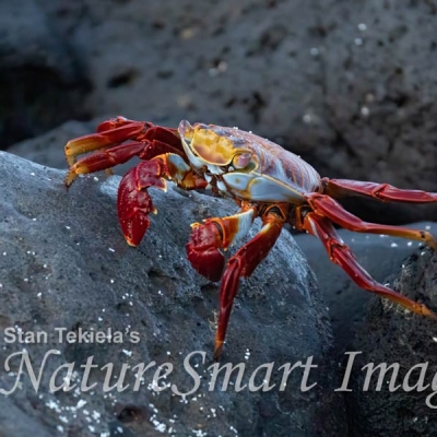 Close-up of a Sally Lightfoot crab sitting on lava rocks