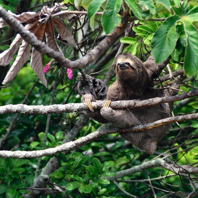 A three-toed sloth sits in a tree branch surrounded by leaves