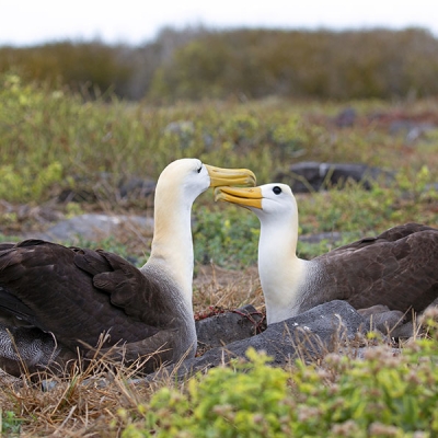 Two Waved Albatrosses sit on the ground facing each other, beaks touching, surrounded by rocks and vegetation