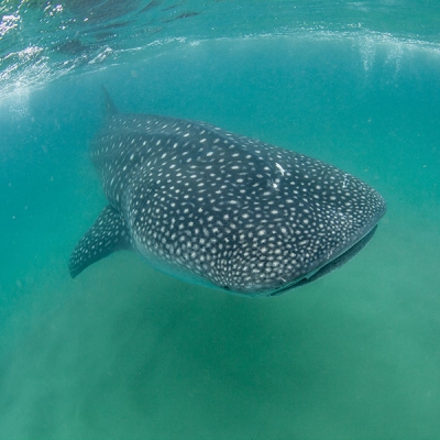 Underwater view of a whale shark swimming