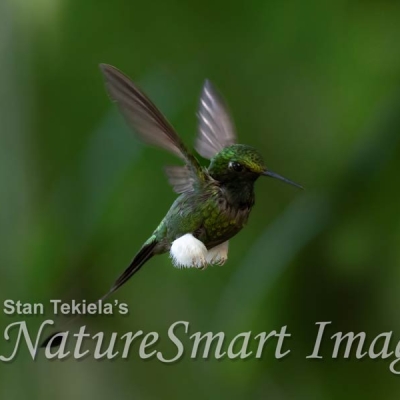A White-booted Racket-tail hummingbird in flight