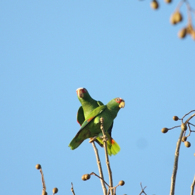 White-fronted Amazons perched on branches