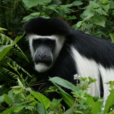 Black and white colobus monkey nestled among vegetation