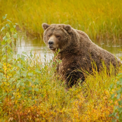 Brown Bear in Alaska