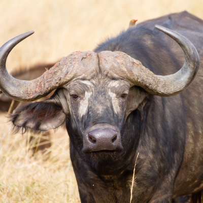 Cape Buffalo at Serengeti National Park