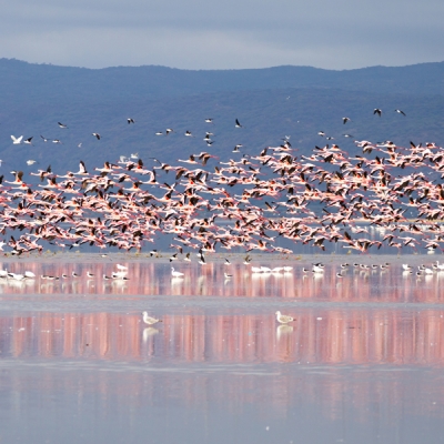 Flock of Flamingos in Lake Manyara, Tanzania