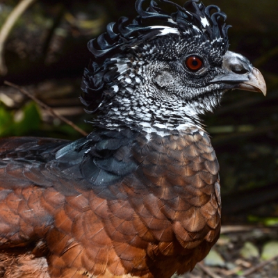 Great Curassow up close