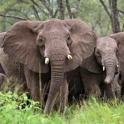 Herd of elephants in the Serengeti