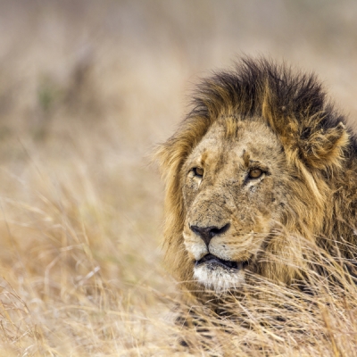 Lion resting