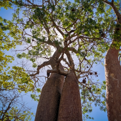 Fony Baobabs intertwined at Reniala Reserve