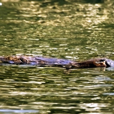 platypus floating in the water