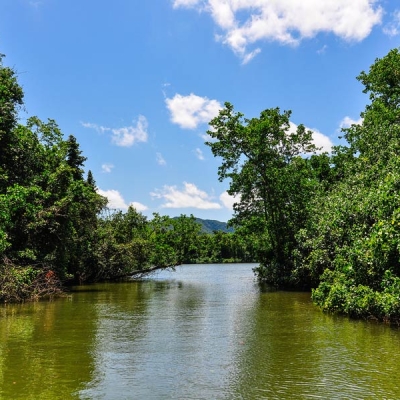 River surrounded by rainforest