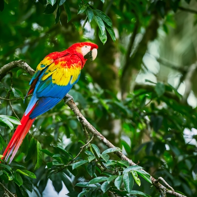 Scarlet Macaw perched on a branch