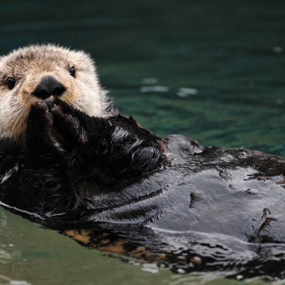 Sea otter swimming