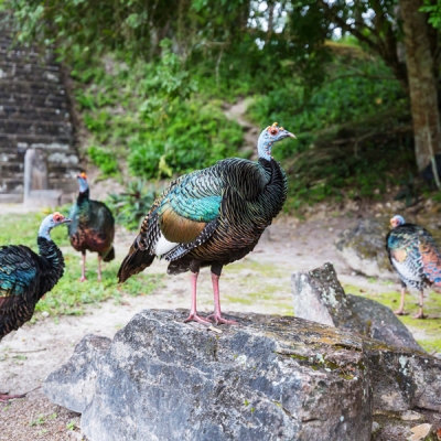 Ocellated Turkeys at Tikal National Park in Guatemala