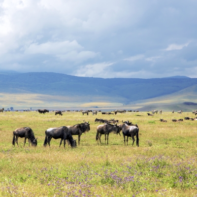 Zebras and wildebeest grazing at Ngorongoro Crater in Tanzania