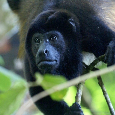 A howler monkey peers through the tree branches