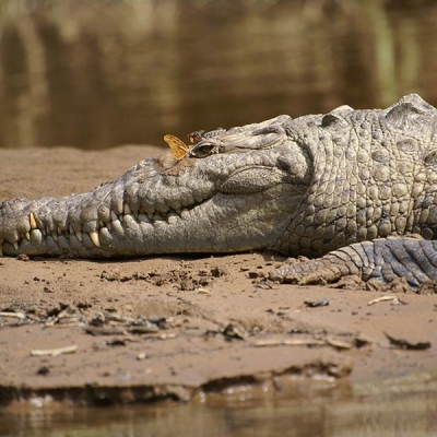 American crocodile laying down on the ground
