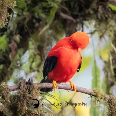 An Andean Cock-of-the-rock perches on a branch